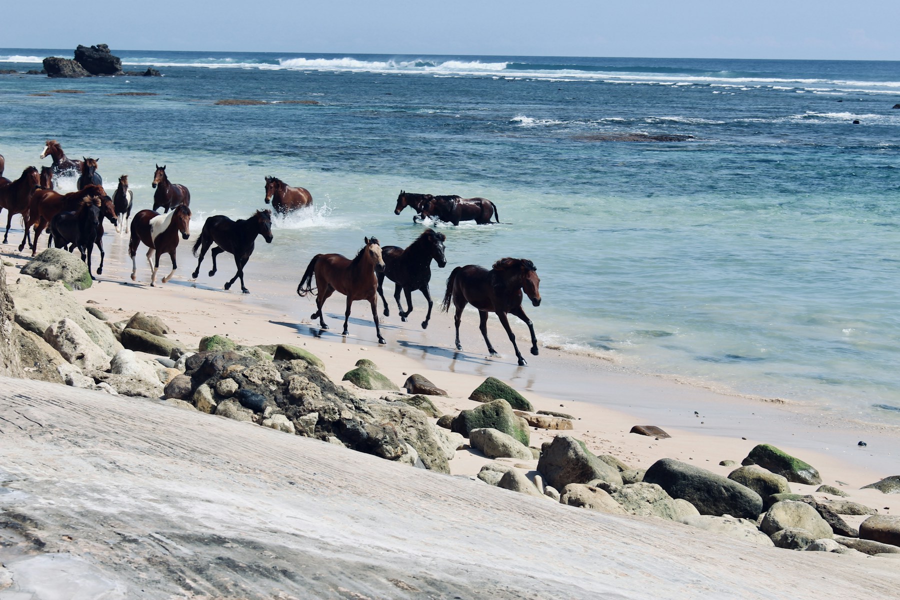 A herd of horses running through the surf on Sumba
